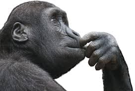 gorilla in deep thought
