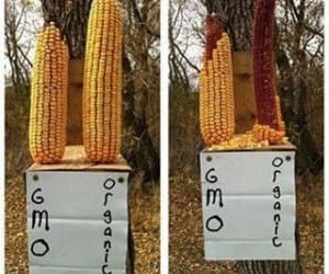 Corn: Common Cause of Allergies, Arthritis, & Auto-Immune Disorders?