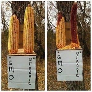 squirrels prefer organic corn