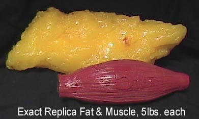 fat v muscle