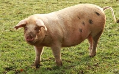 Choose Beef over Pork: 7 Disturbing Reasons Why