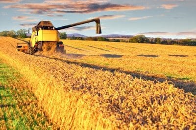 Wheat – Is it Good or Bad? Why Intolerance without an Allergy?