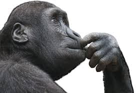 too much thought gorilla in deep thought