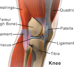 knee structures how to fix knee pain